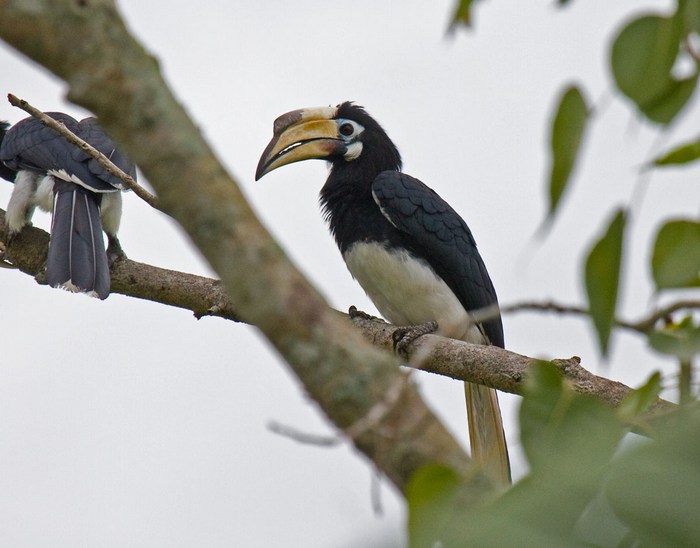 Oriental Pied-hornbill (female)