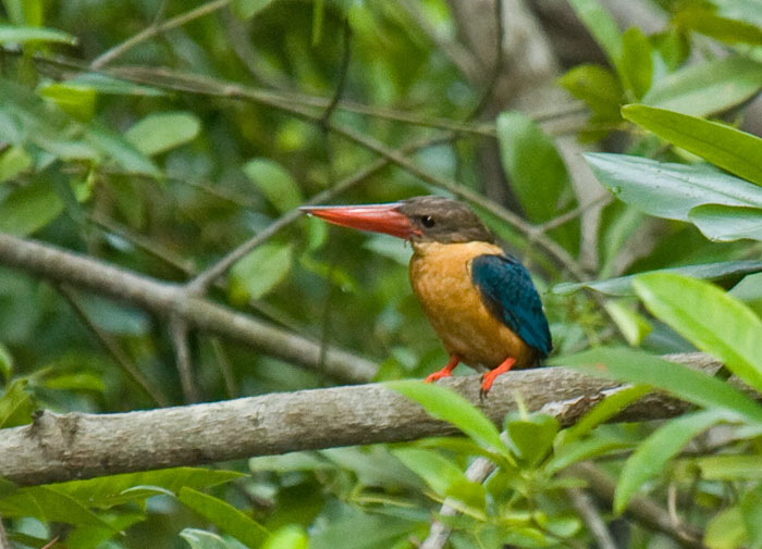 Stork-billed Kingfisher