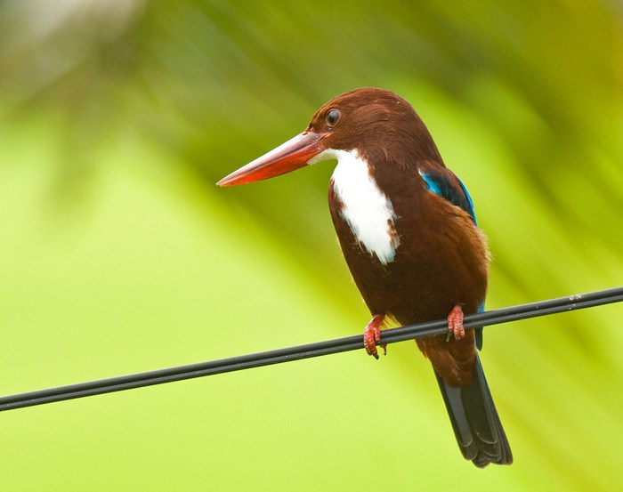 White-throated Kingfisher