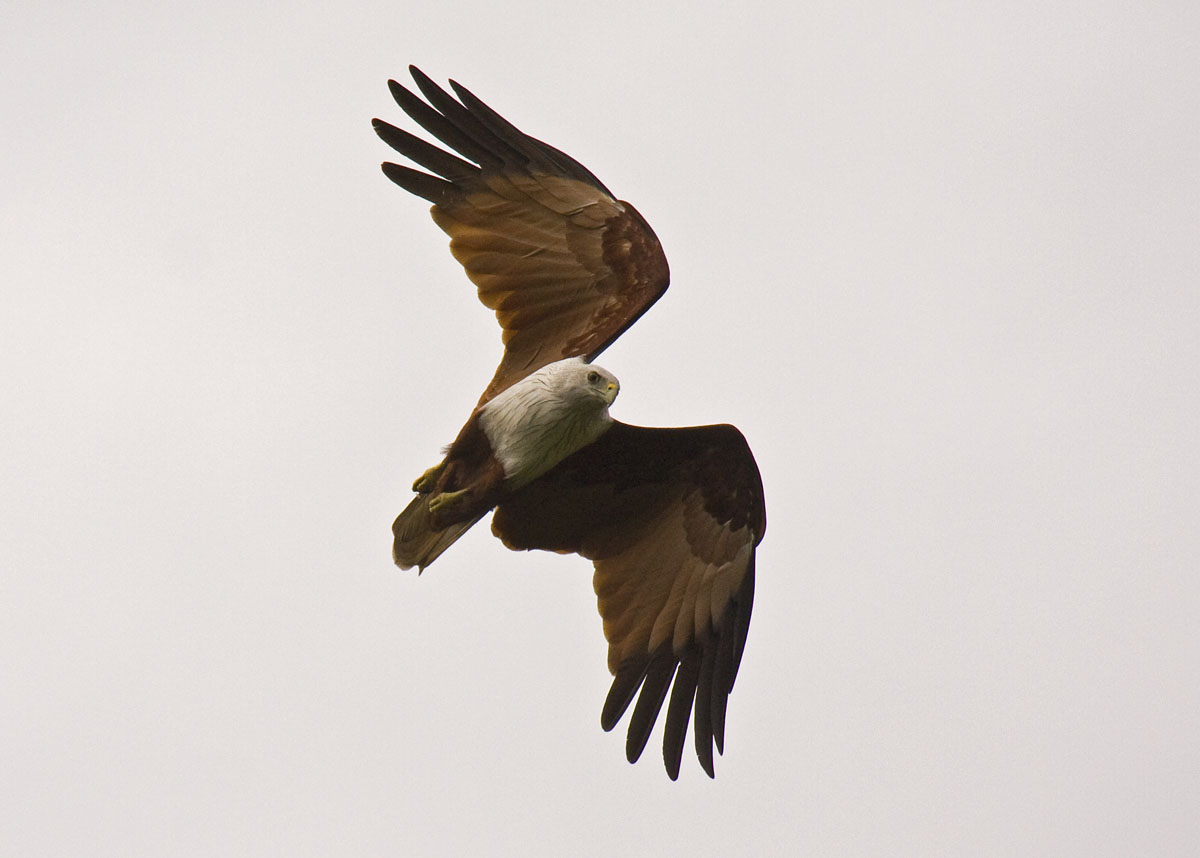 BRAHMINY KITE