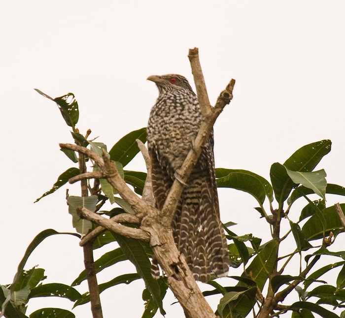 Asian Koel (female)