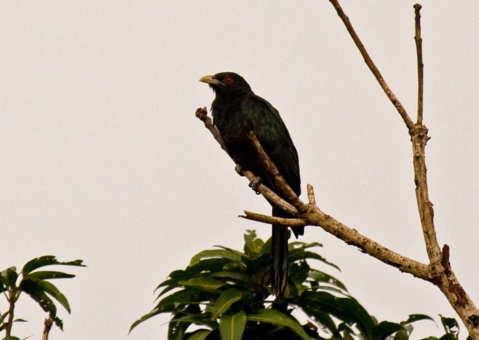 Asian Koel (male)