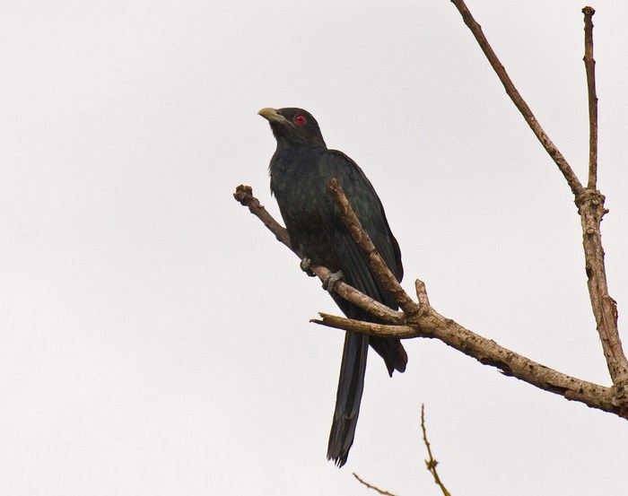 Asian Koel (male)