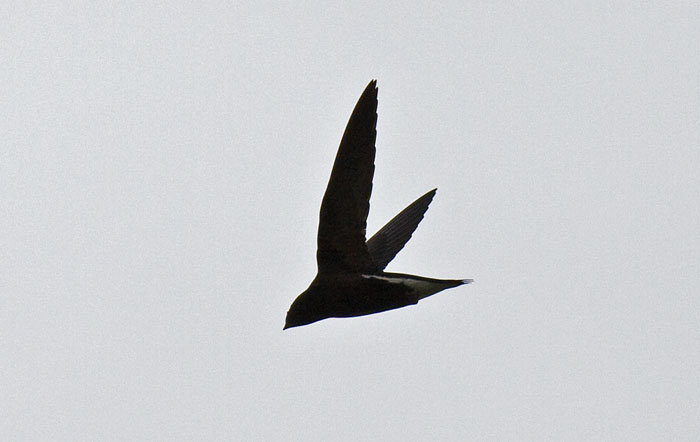 Brown-backed Needletail