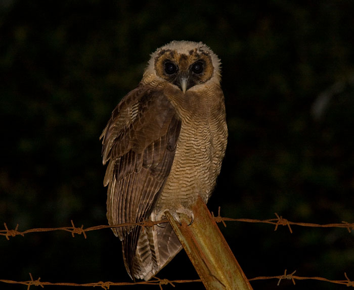 Brown Wood-Owl