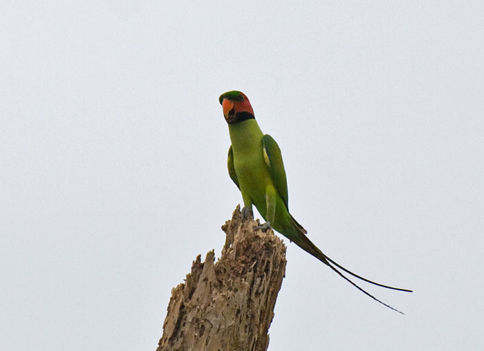 Long-tailed Parakeet