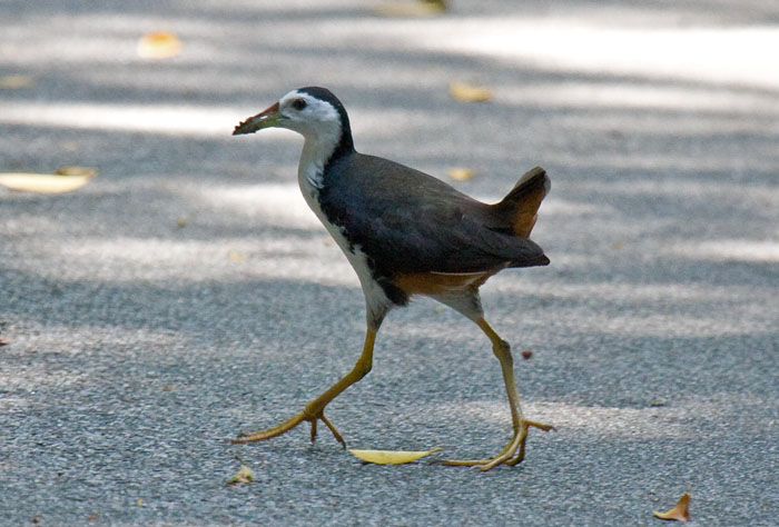 White-breasted Waterhen