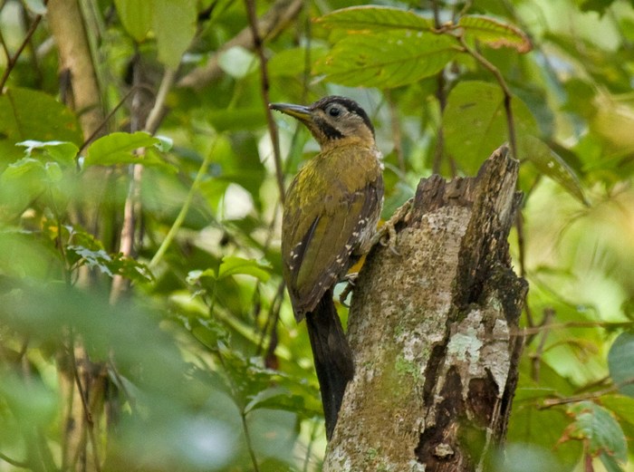 Laced Woodpecker (female)