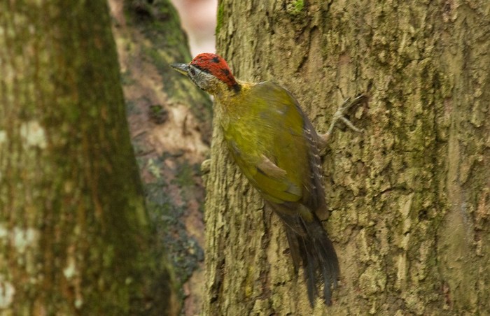 Laced Woodpecker (male)