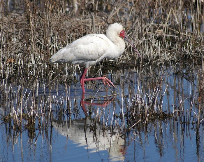 African Spoonbill