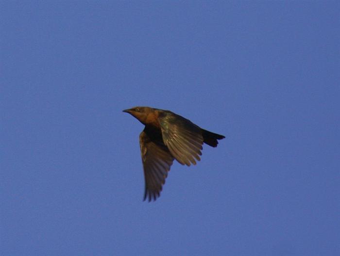 Miombo Blue-eared Starling