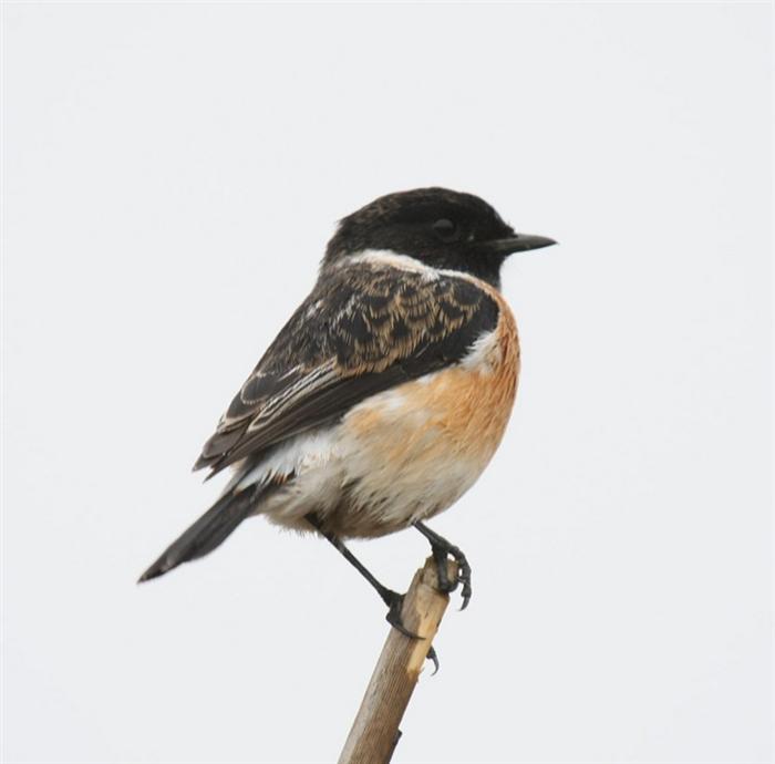 African Stonechat