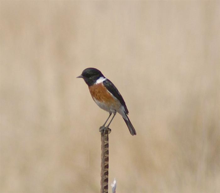 African Stonechat