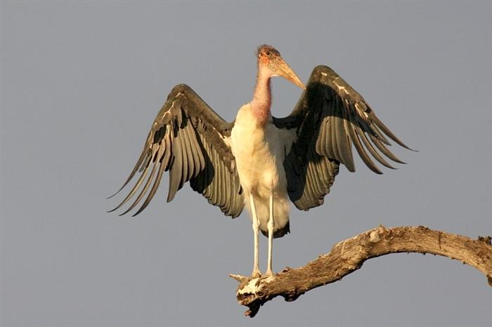 Marabou Stork