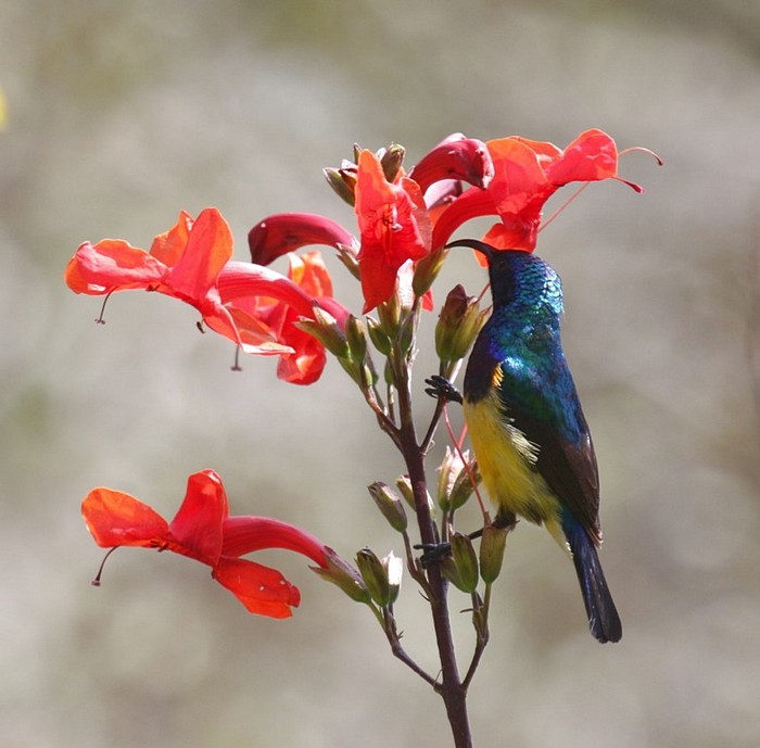 Variable SunbirdCanon 40D400mm focal length