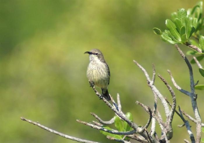 Purple-banded Sunbird