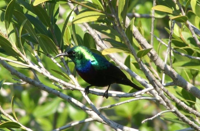 Purple-banded Sunbird
