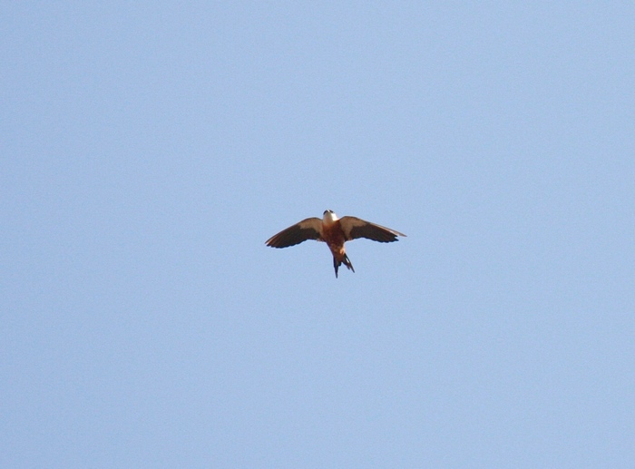 Mosque SwallowCanon 40D400mm focal length