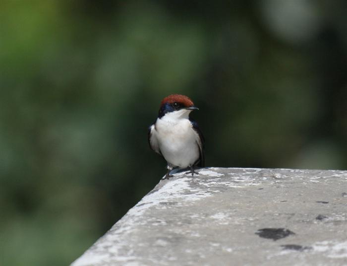 Wire-tailed Swallow