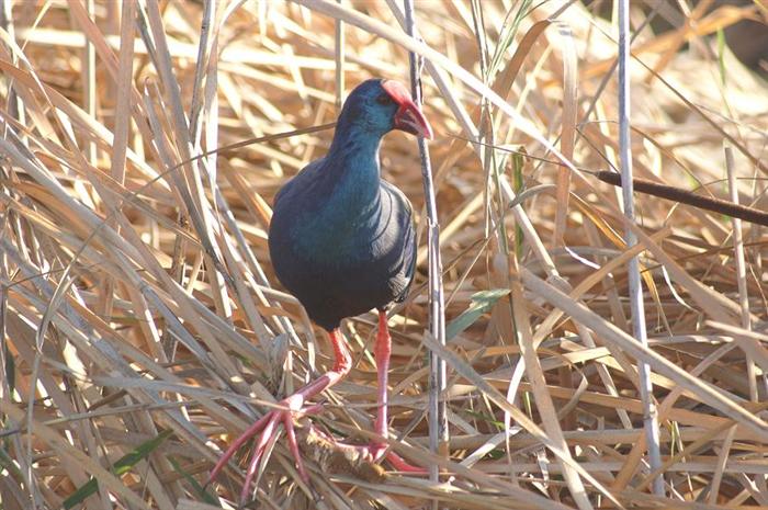 African Purple Swamphen