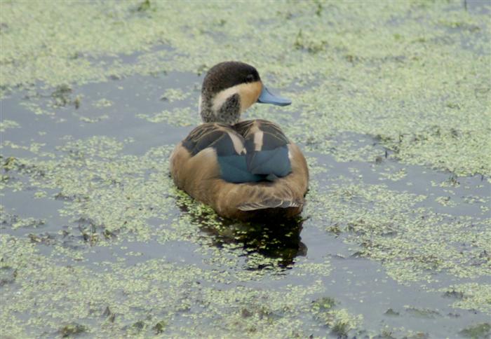 Hottentot Teal