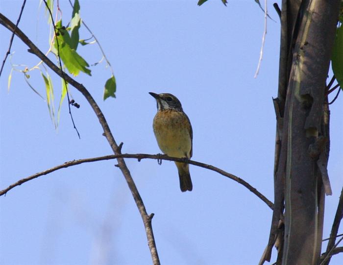 Miombo Rock-Thrush