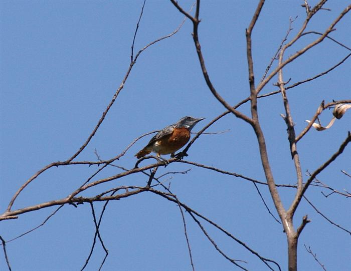 Miombo Rock-Thrush