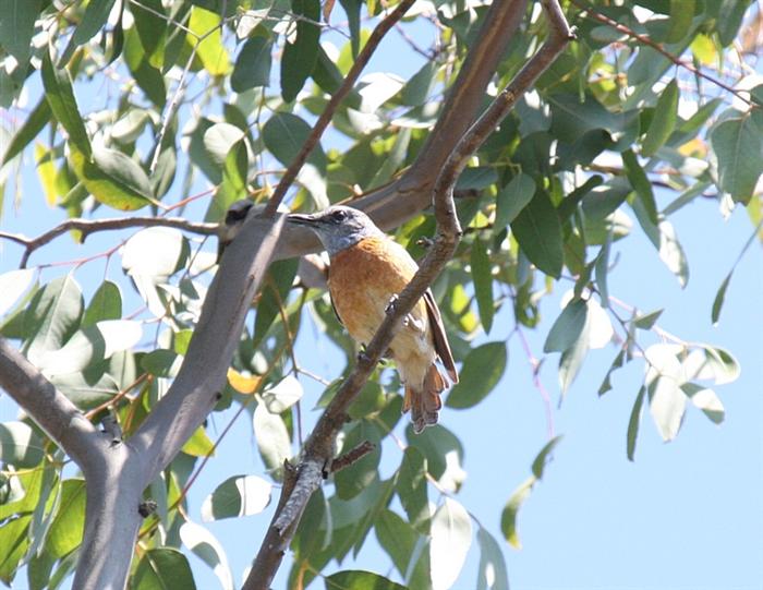 Miombo Rock-Thrush