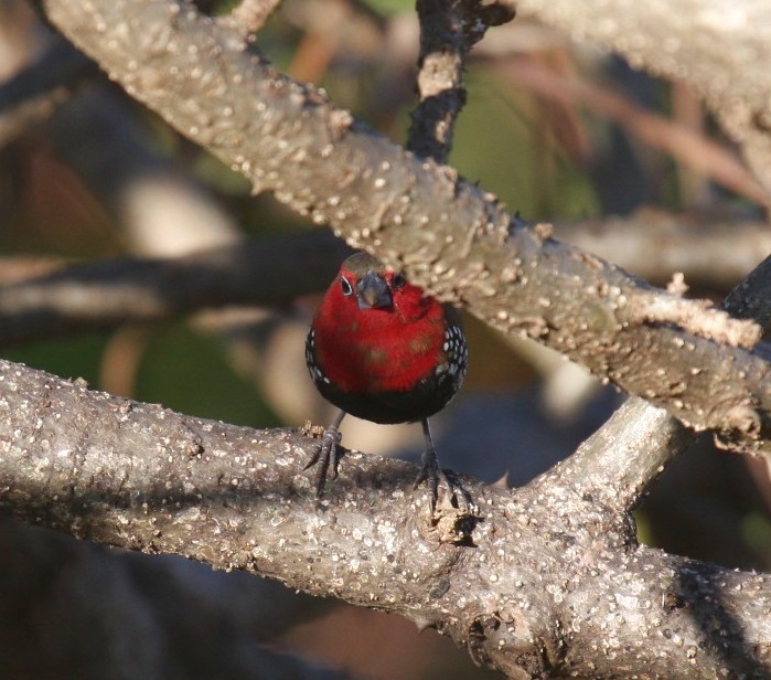 Red-throated Twinspot