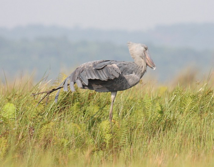 ShoebillCanon 7DFocal length 420mm1/800 sec exposureF5ISO 320