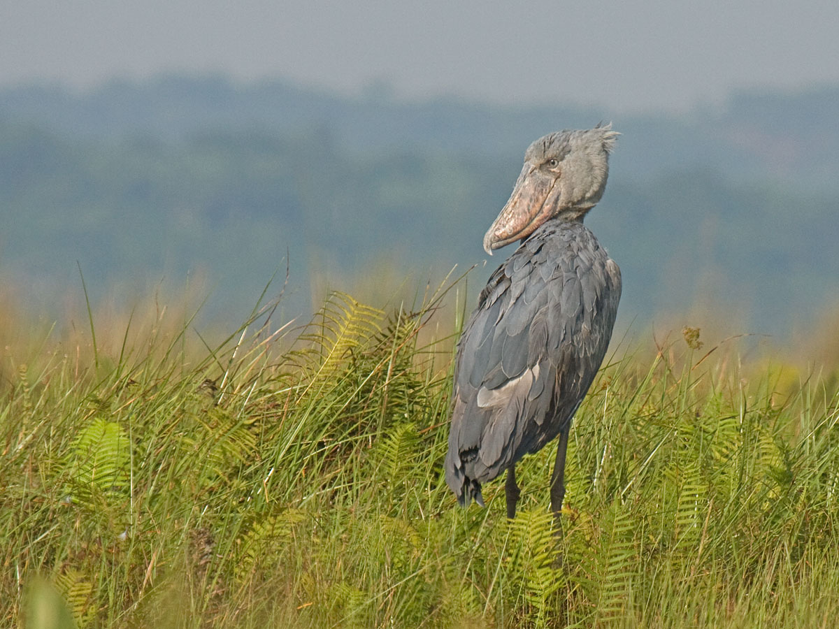 ShoebillCanon 7DFocal length 420mm1/800 sec exposureF5ISO 320