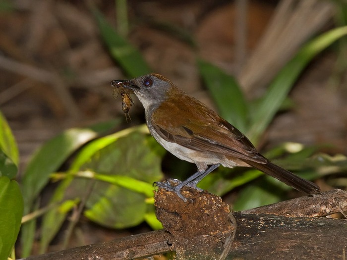 Fire-crested AletheCanon 7DFocal length 420mm1/100 sec exposureF6.3ISO 400