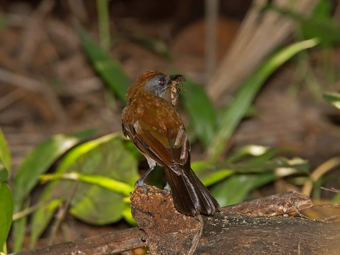 Fire-crested AletheCanon 7DFocal length 420mm1/100 sec exposureF6.3ISO 400