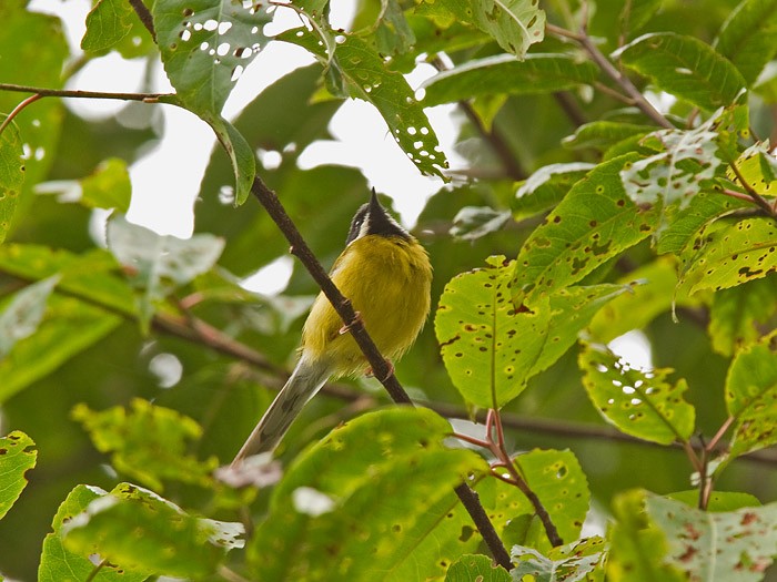 Black-throated ApalisCanon 7DFocal length 420mm1/80 sec exposureF6.3ISO 320