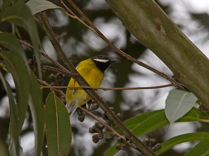 Black-throated ApalisCanon 7DFocal length 420mm1/640 sec exposureF6.3ISO 320