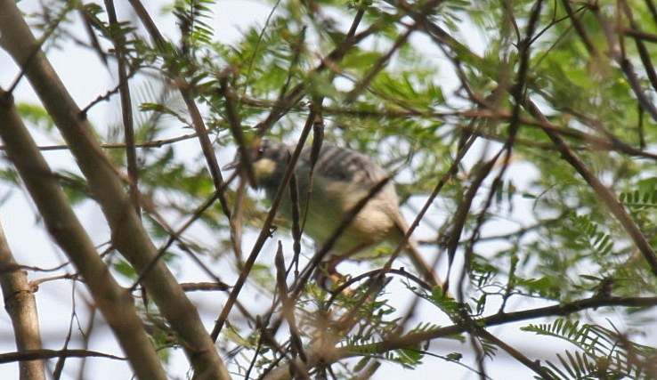 Buff-throated ApalisCanon 40DFocal length 400mm1/100 sec exposureF7.1ISO 400