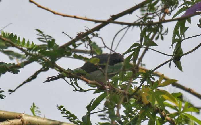 Buff-throated ApalisCanon 40DFocal length 400mm1/100 sec exposureF7.1ISO 400
