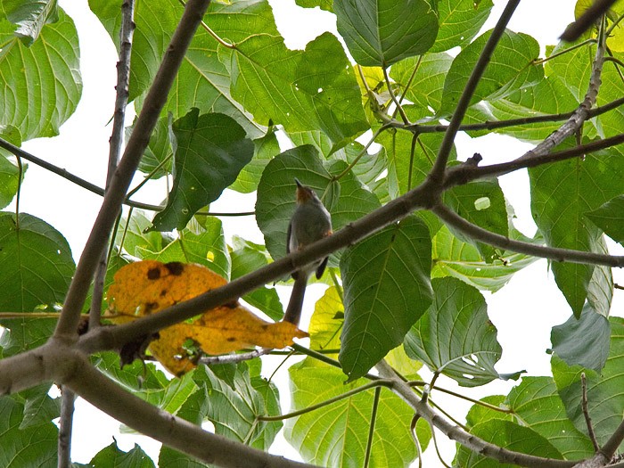 Chestnut-throated ApalisCanon 7DFocal length 420mm1/400 sec exposureF7.1ISO 500
