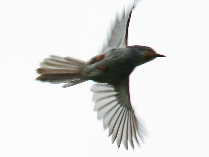 Chestnut-throated ApalisCanon 7DFocal length 420mm1/800 sec exposureF7.1ISO 500