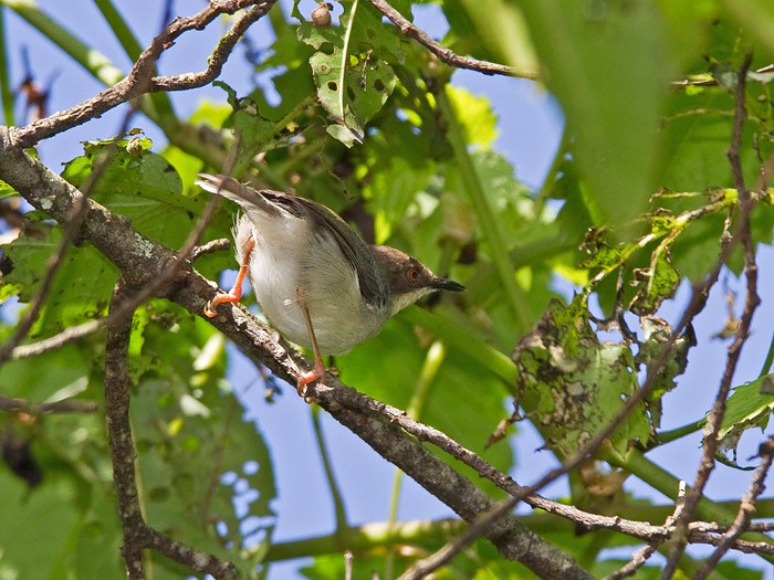 Grey ApalisCanon 7DFocal length 420mm1/320 sec exposureF7.1ISO 400
