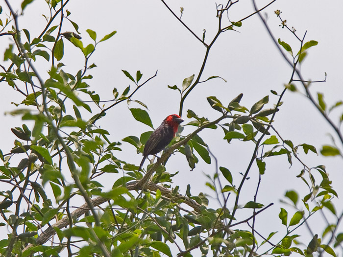 Black-billed BarbetCanon 7DFocal length 420mm1/640 sec exposureF5.6ISO 200