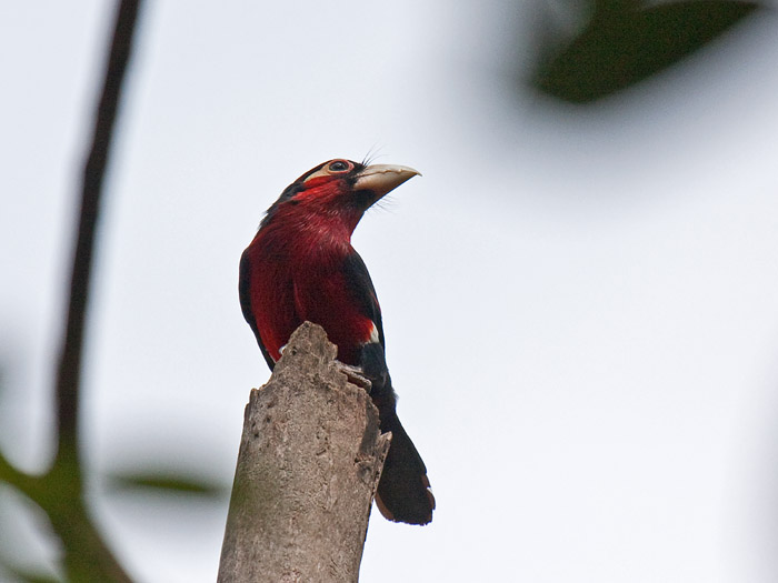Double-toothed BarbetCanon 40DFocal length 400mm1/200 sec exposureF5.6ISO 400