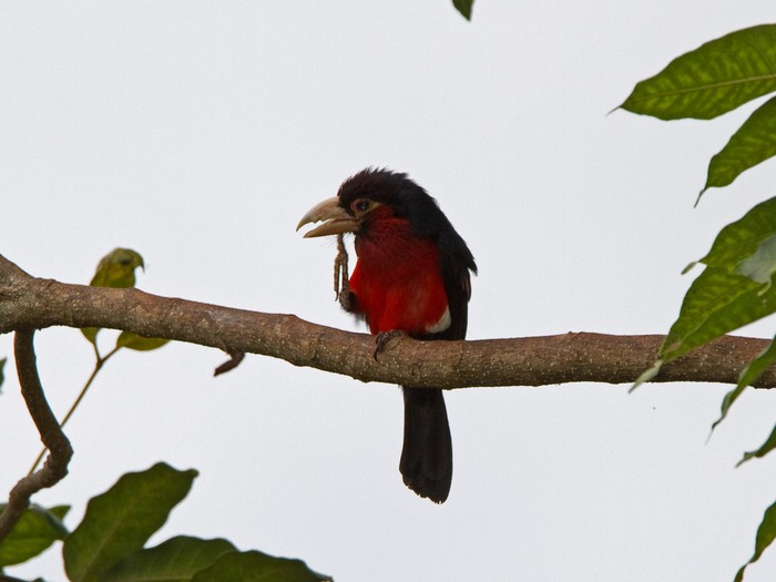 Double-toothed BarbetCanon 7DFocal length 420mm1/640 sec exposureF5.6ISO 320