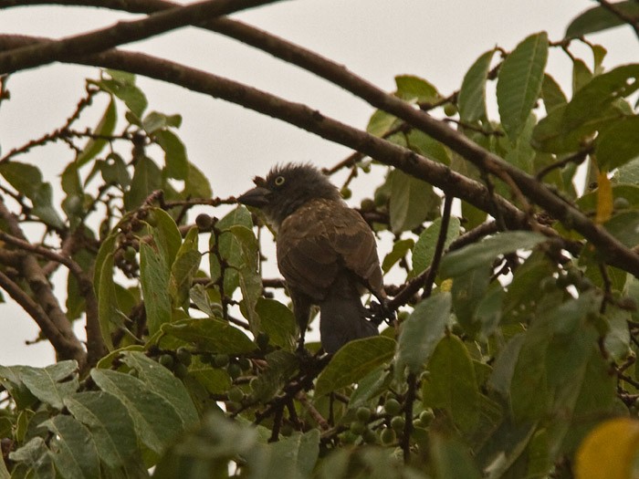 Grey-throated BarbetCanon 7DFocal length 420mm1/125 sec exposureF7.1ISO 400