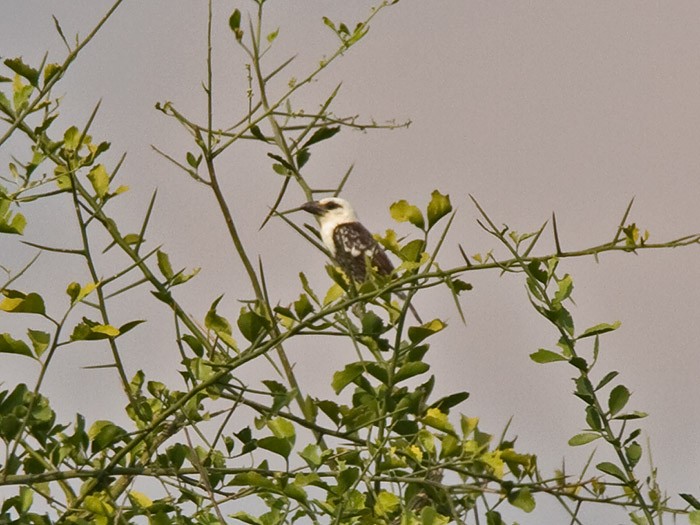White-headed BarbetCanon 7DFocal length 420mm1/400 sec exposureF7.1ISO 200