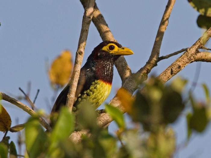 Yellow-billed BarbetCanon 7DFocal length 420mm1/1600 sec exposureF5.6ISO 400