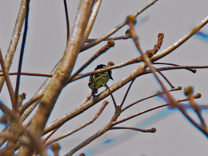 Yellow-spotted BarbetCanon 7DFocal length 420mm1/640 sec exposureF5.6ISO 400