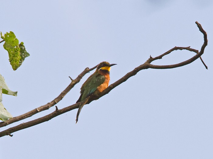 Cinnamon-chested Bee-eaterCanon 7DFocal length 420mm1/640 sec exposureF7.1ISO 320