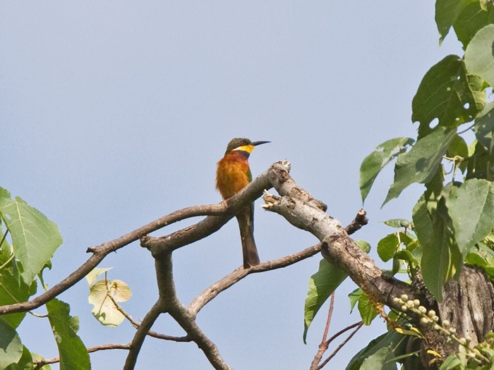 Cinnamon-chested Bee-eaterCanon 7DFocal length 420mm1/1250 sec exposureF7.1ISO 320