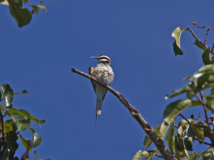 White-throated Bee-eaterCanon 7DFocal length 420mm1/250 sec exposureF7.1ISO 250